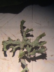 Hypogymnia lophyrea