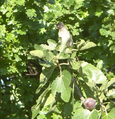 Pycnonotus nigricans nigricans