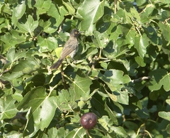 Pycnonotus nigricans nigricans