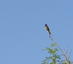 Pycnonotus