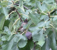 Pycnonotus
