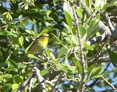 Zosterops virens virens