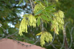 Fraxinus