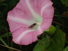 Rhingia nasica image