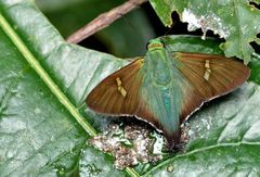 Ectomis eudoxus