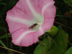 Rhingia nasica image