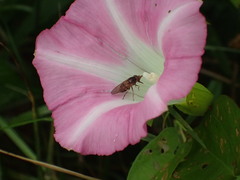 Rhingia nasica image
