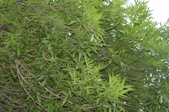 Fraxinus