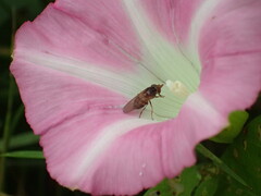 Rhingia nasica image