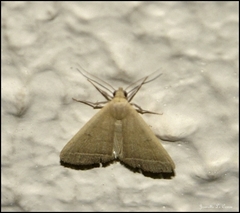 Lepidoptera