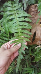 Blechnum appendiculatum