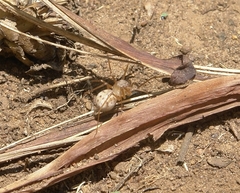 Scytodes