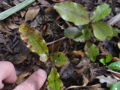 Quintinia