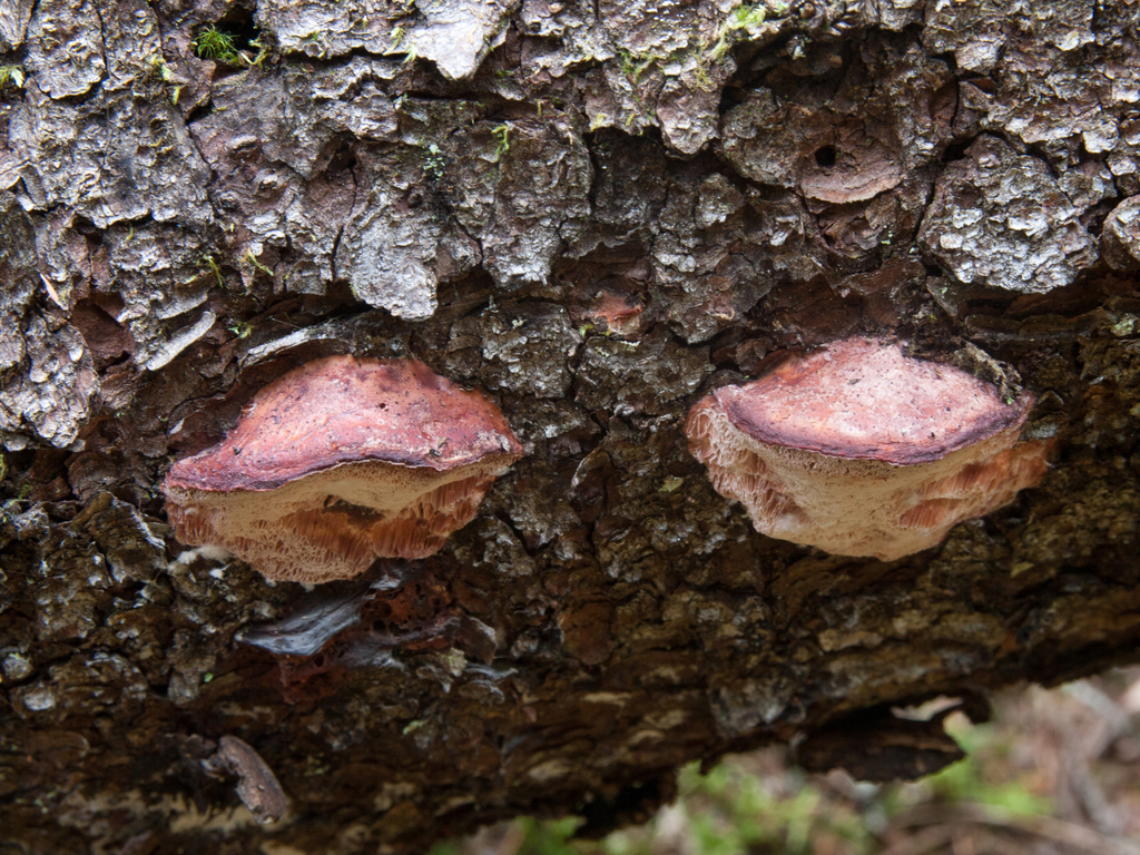 Leptoporus