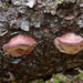 Leptoporus - Photo (c) caspar s, algunos derechos reservados (CC BY)