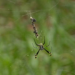 Trichonephila senegalensis annulata