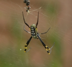 Trichonephila senegalensis annulata