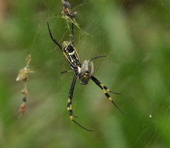 Trichonephila senegalensis annulata