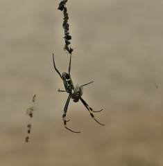 Trichonephila senegalensis annulata