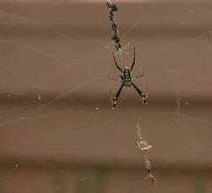 Trichonephila senegalensis annulata