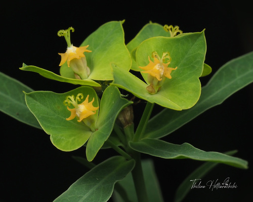 Rykštinė karpažolė nuotrauka