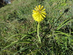Kniphofia coddiana