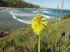 Kniphofia coddiana