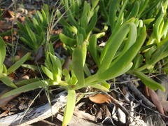 Carpobrotus dimidiatus