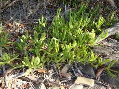 Carpobrotus dimidiatus