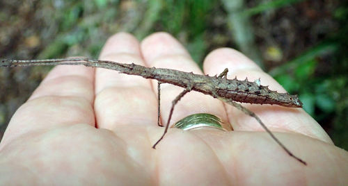 The Spiny Ridge-backed Stick Insect photo 3