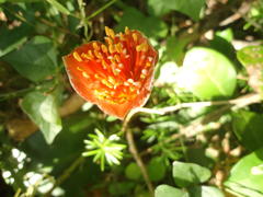 Scadoxus membranaceus