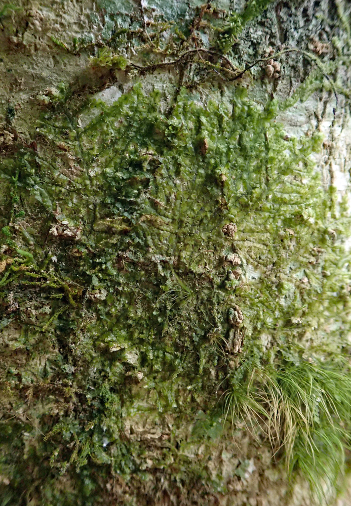 Radula allisonii