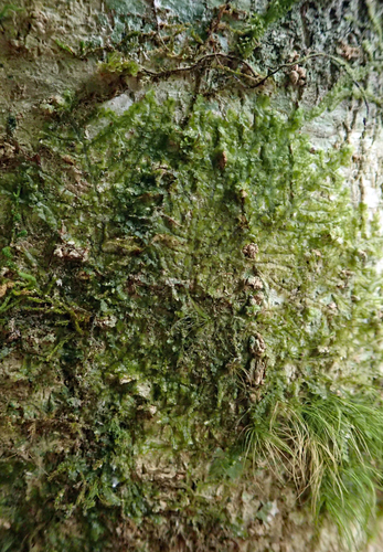 Radula allisonii