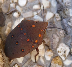 Solenosthedium rubropunctatum