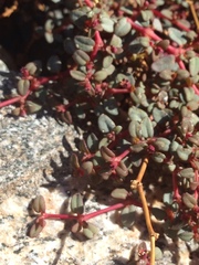 Euphorbia parishii