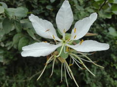 Bauhinia bowkeri