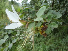 Bauhinia bowkeri