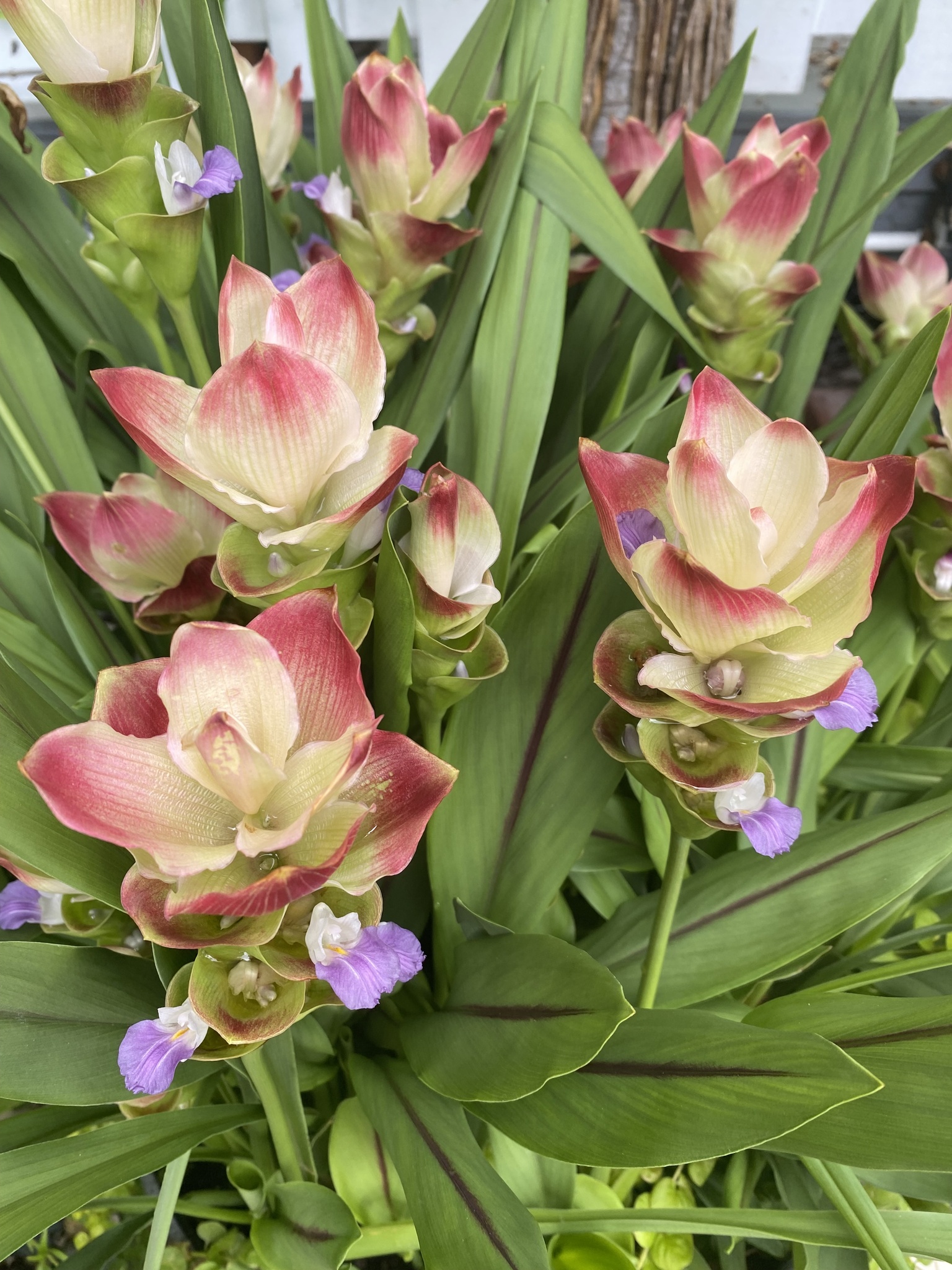 Imagem de Tulipa-do-siam