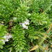 Asparagus densiflorus - Photo (c) jpot123,  זכויות יוצרים חלקיות (CC BY-NC)