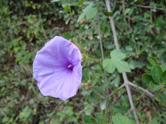 Ipomoea ficifolia