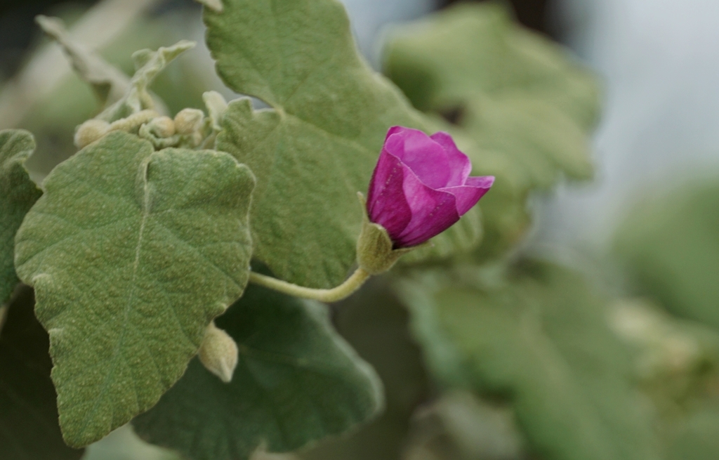 Corynabutilon ceratocarpum