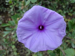 Ipomoea ficifolia