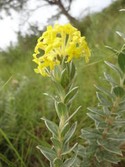 Lasiosiphon anthylloides