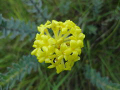 Lasiosiphon anthylloides