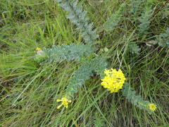 Lasiosiphon anthylloides