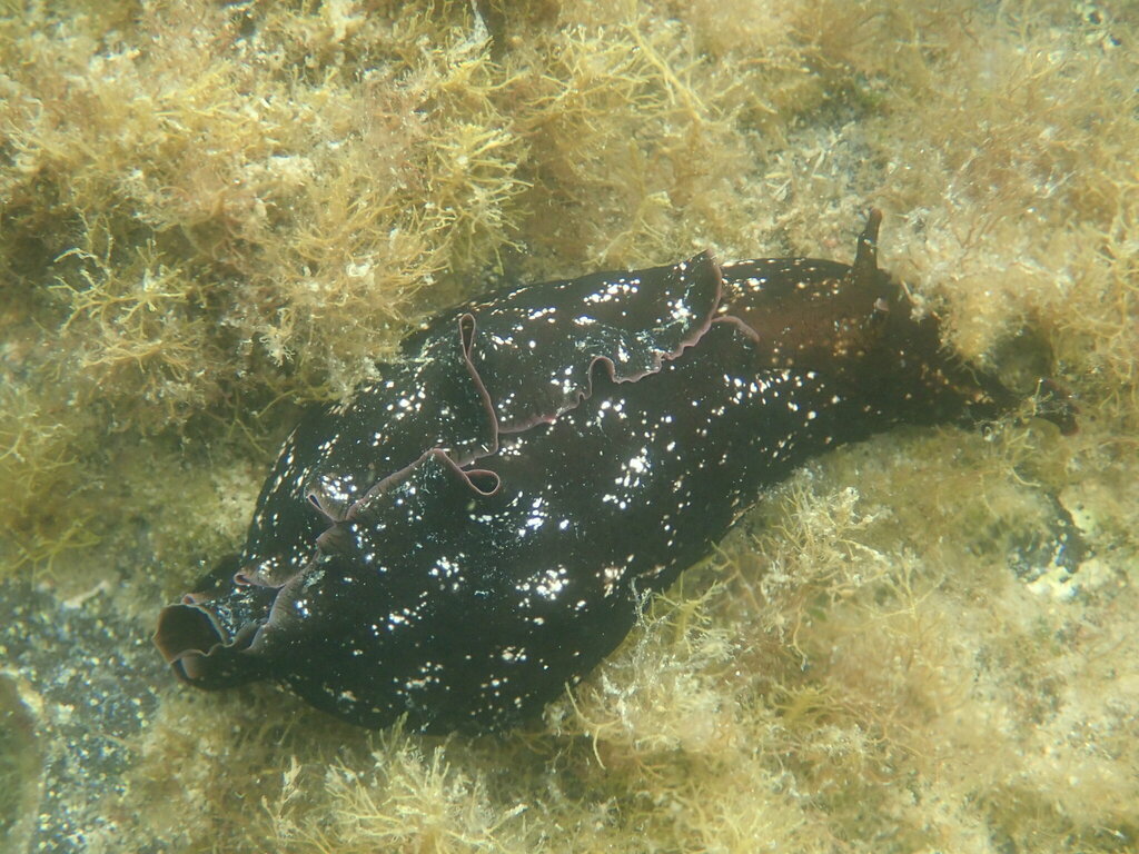 banded sea hare