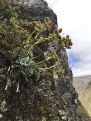 Anisotome pilifera