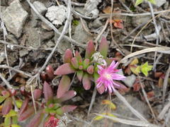 Delosperma repens