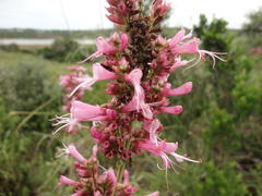 Syncolostemon ramulosus