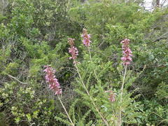 Syncolostemon ramulosus